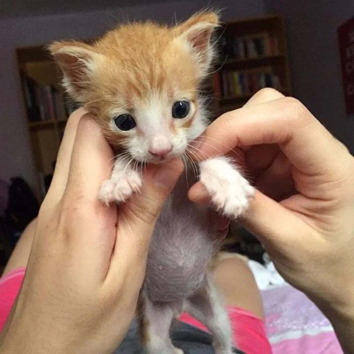 kitty playing with woman