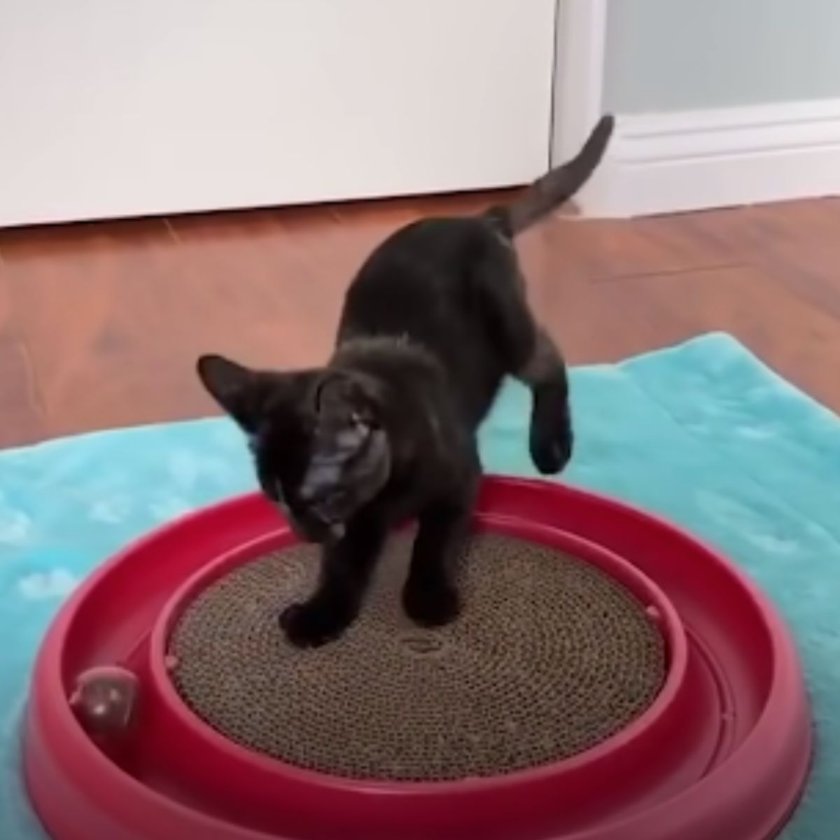 kitty playing