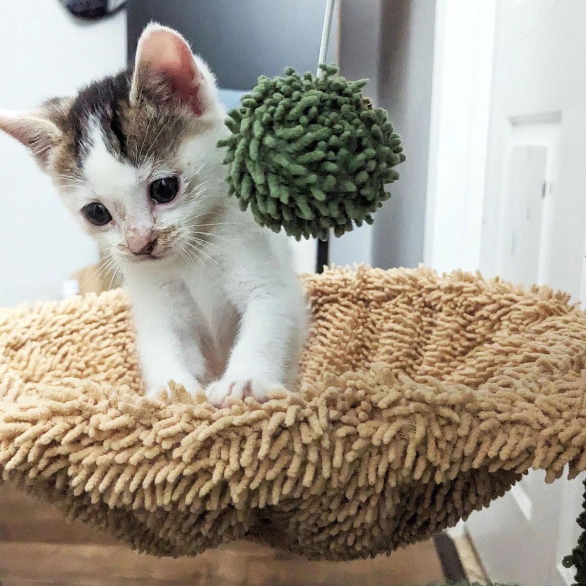 kitty with ball for playing