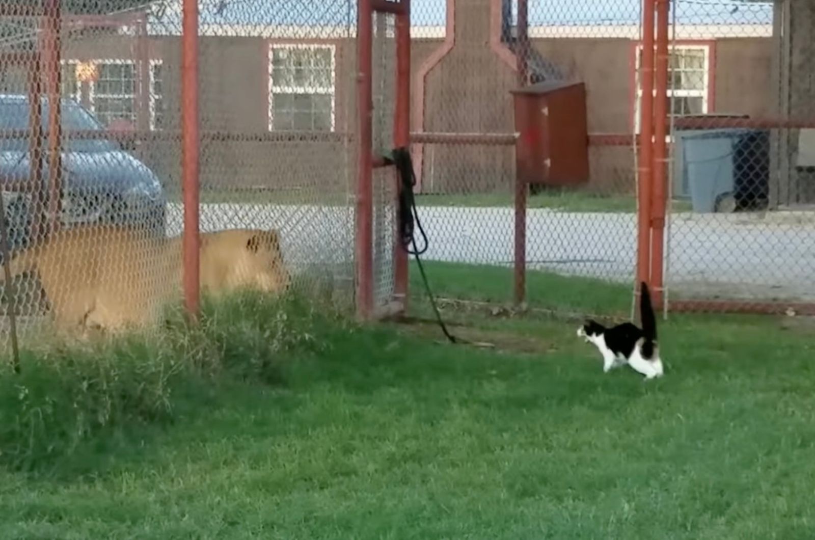 lioness and cat