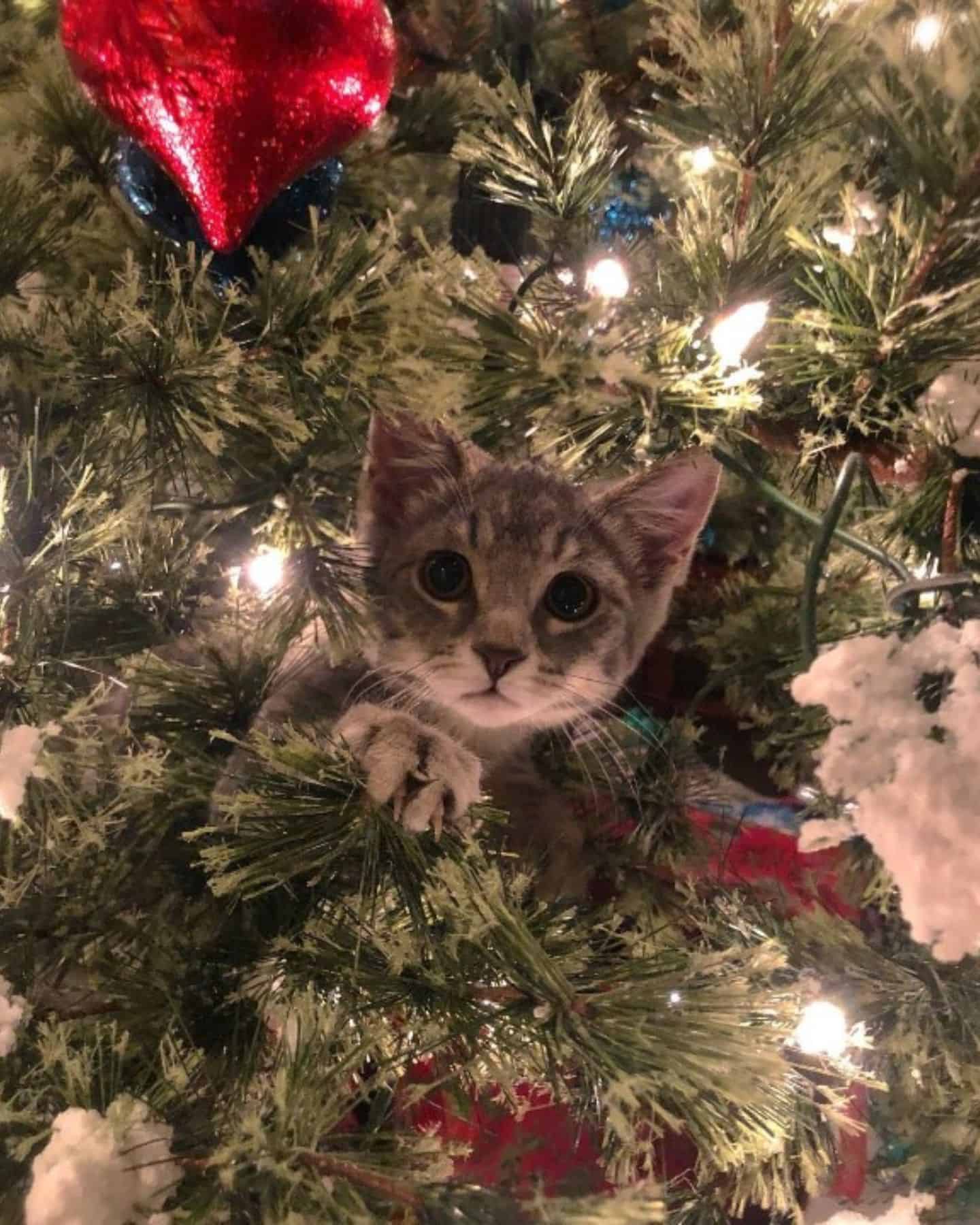 little kitten in a christmas tree