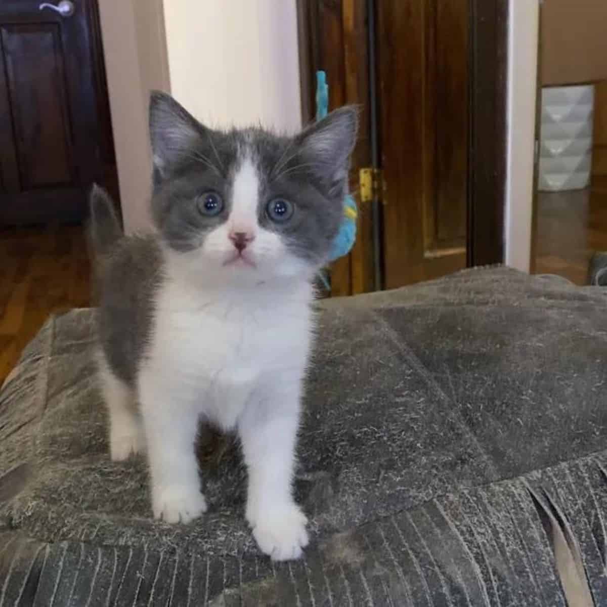 little white and gray kitten