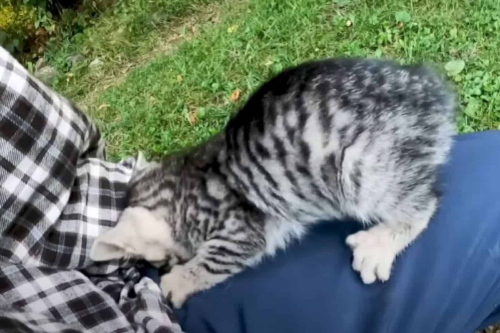 lost tabby kitten climbs on hiker's lap