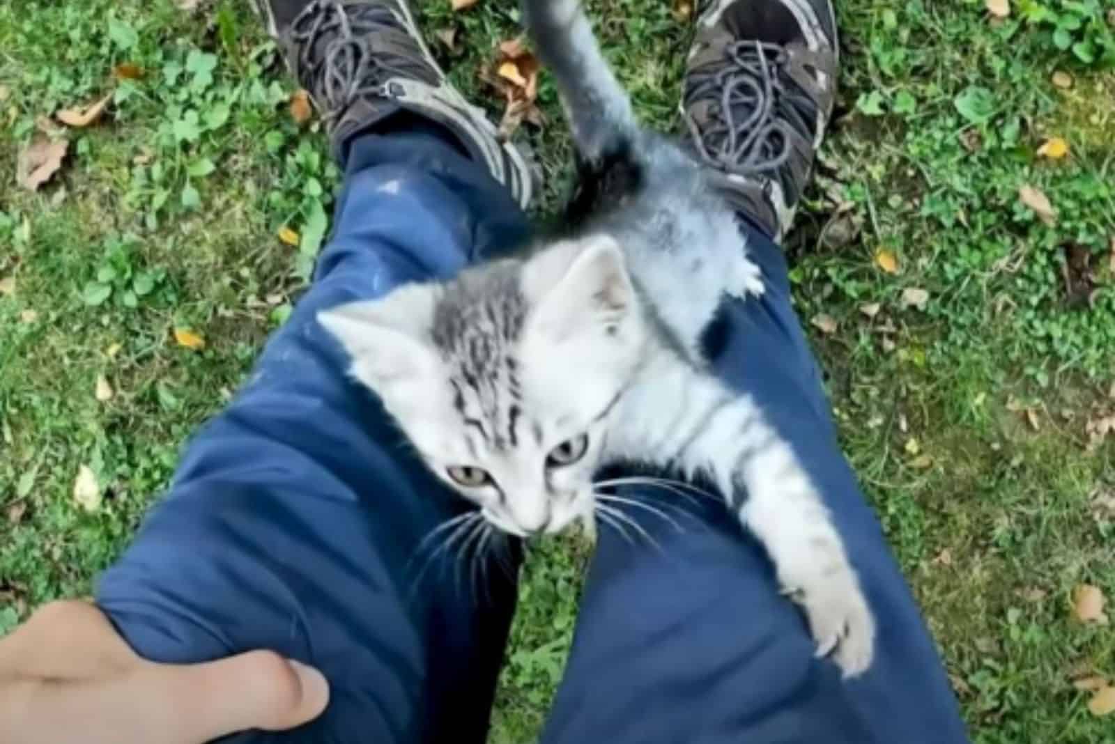 lost tabby kitten