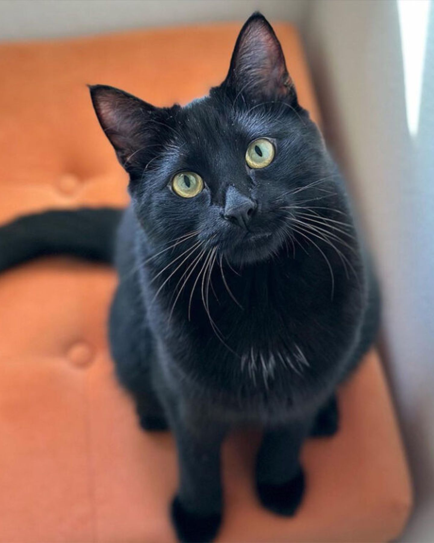 lupin the cat sitting on orange seat