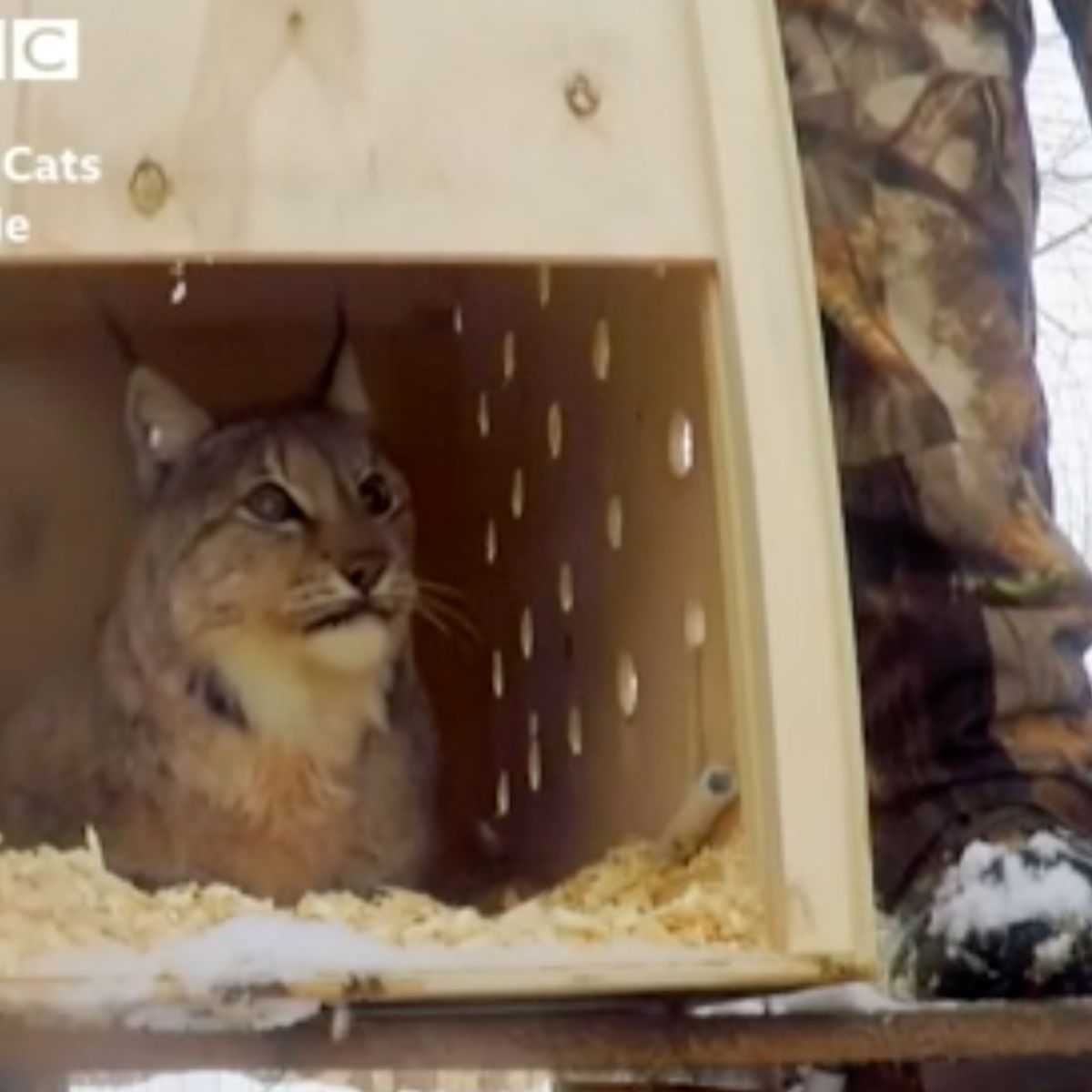 lynx cat in a wooden crate