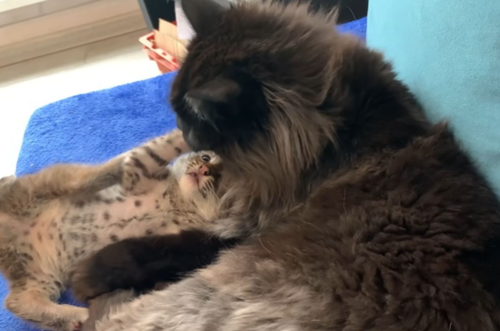 lynx playing with cat