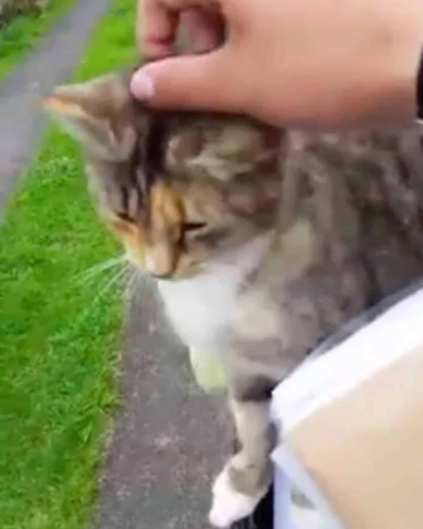 mailman carresing the kitten