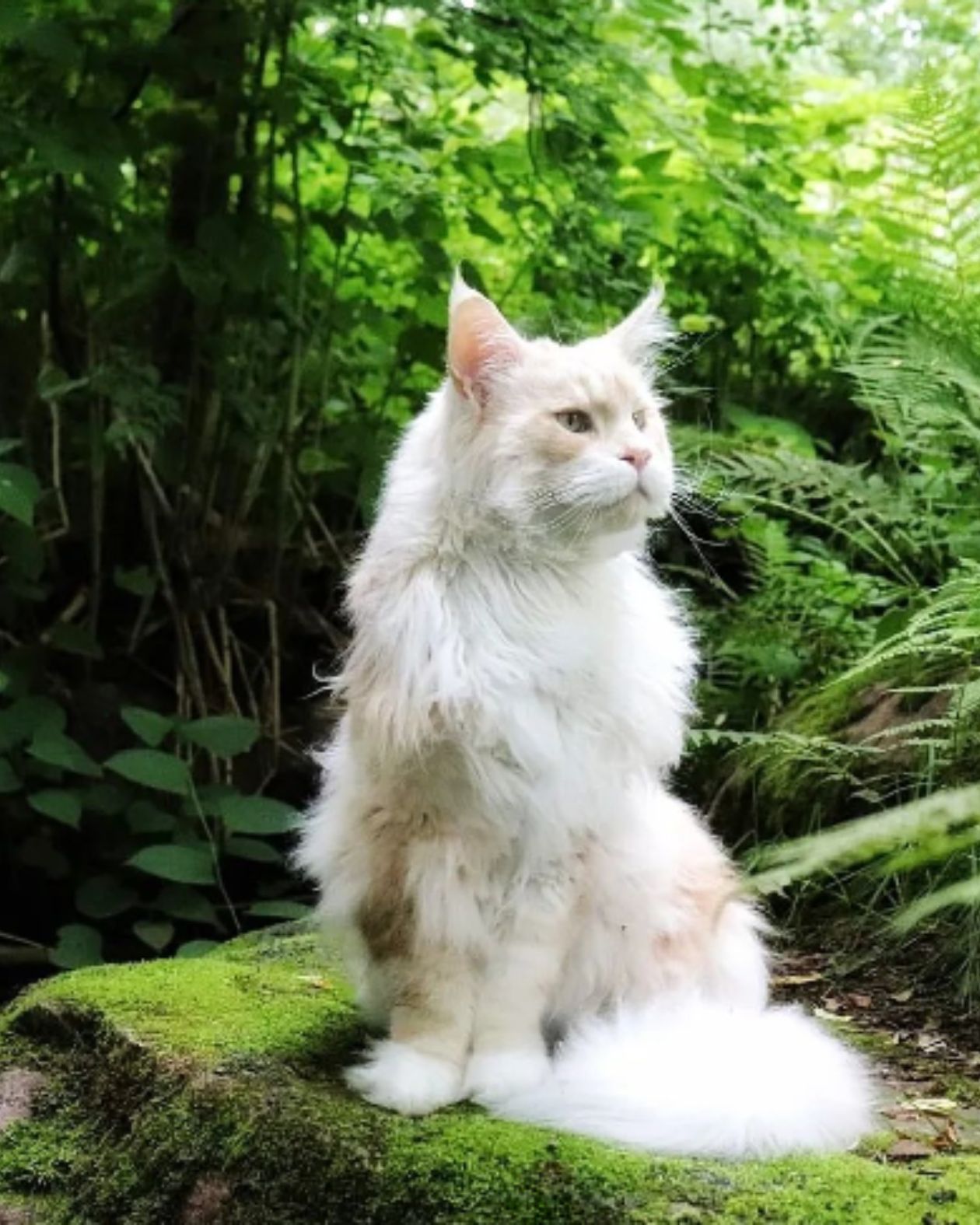 maine coon cat in nature