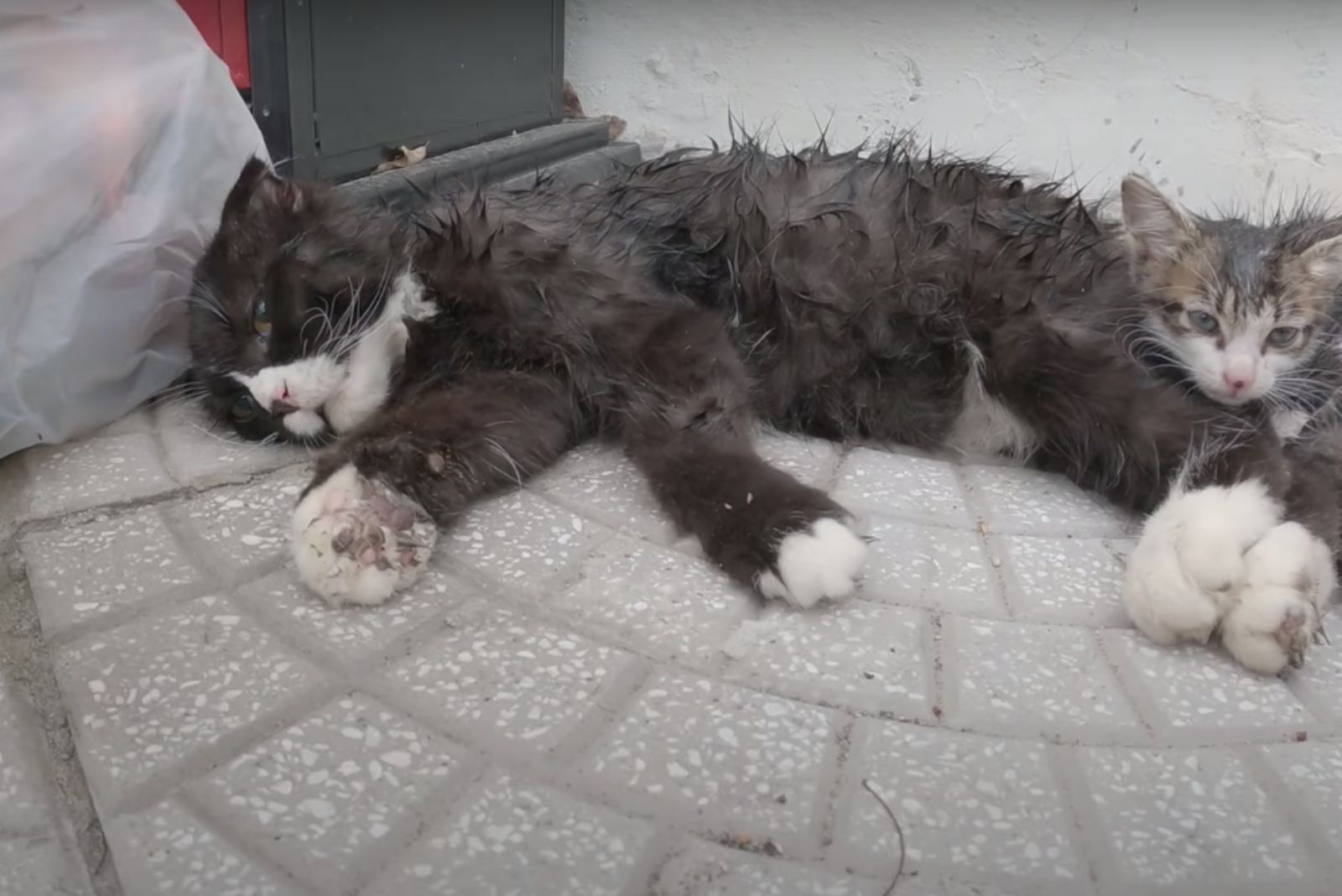 mama cat and kitten in the street