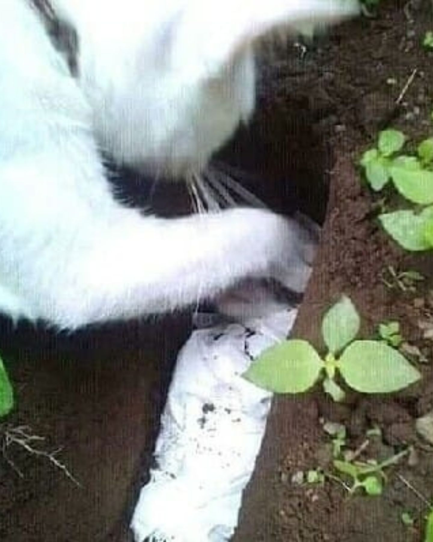 mama cat burrying her kitten