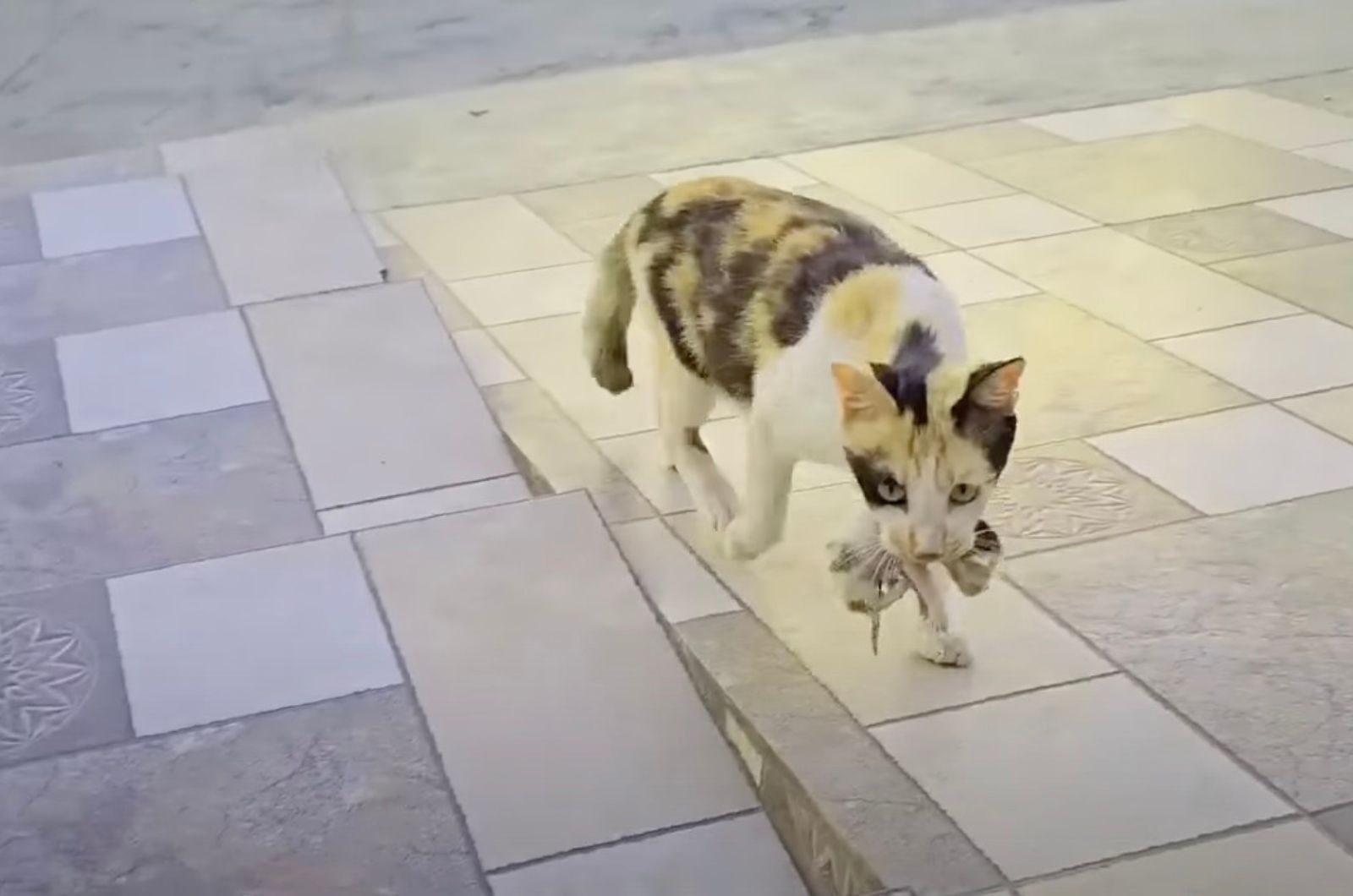 mama cat carrying her kitten in mouth