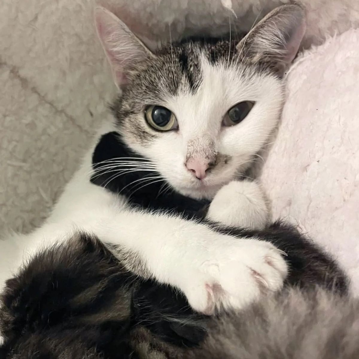 mama cat cuddling with kitten