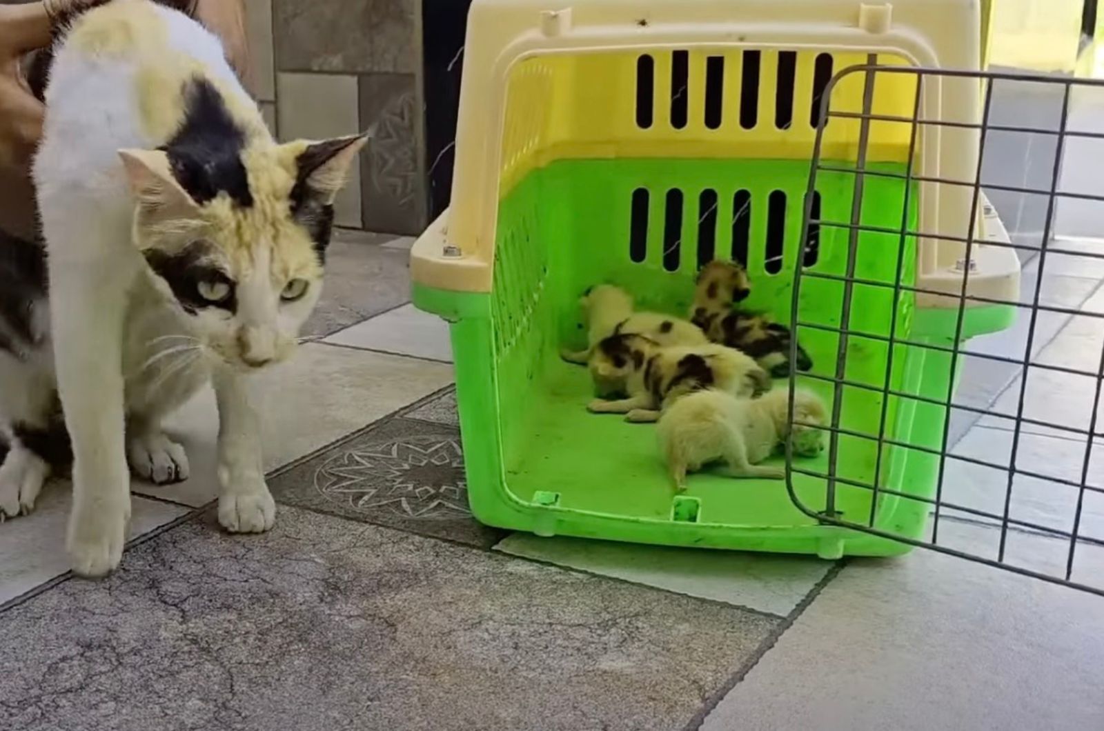 mama cat with kittens in a box