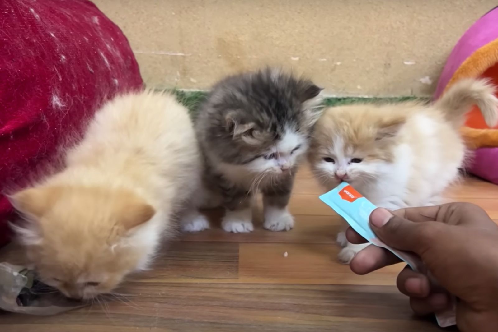 man feeding tiny kittens