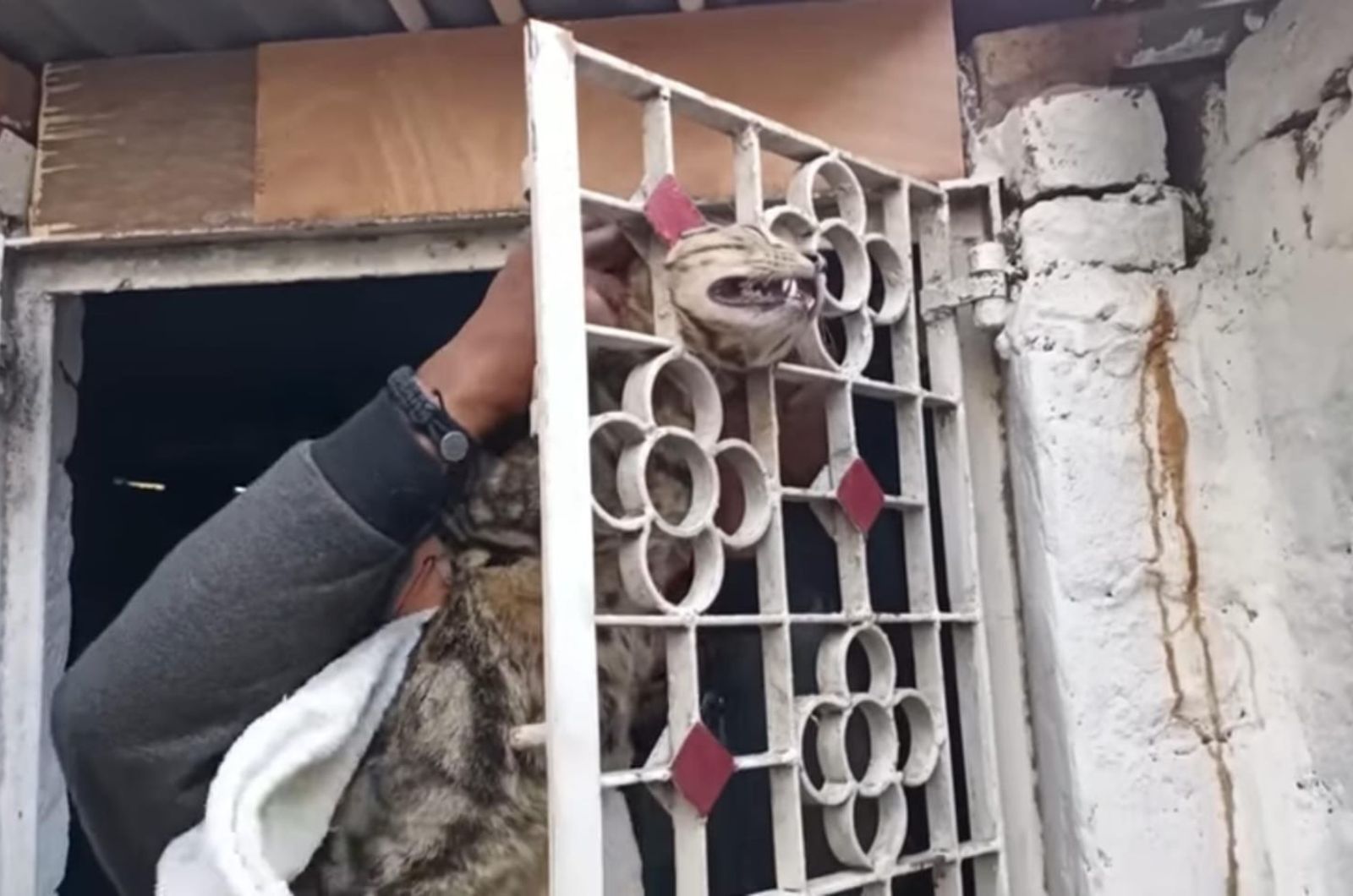 man helping cat stuck in gate