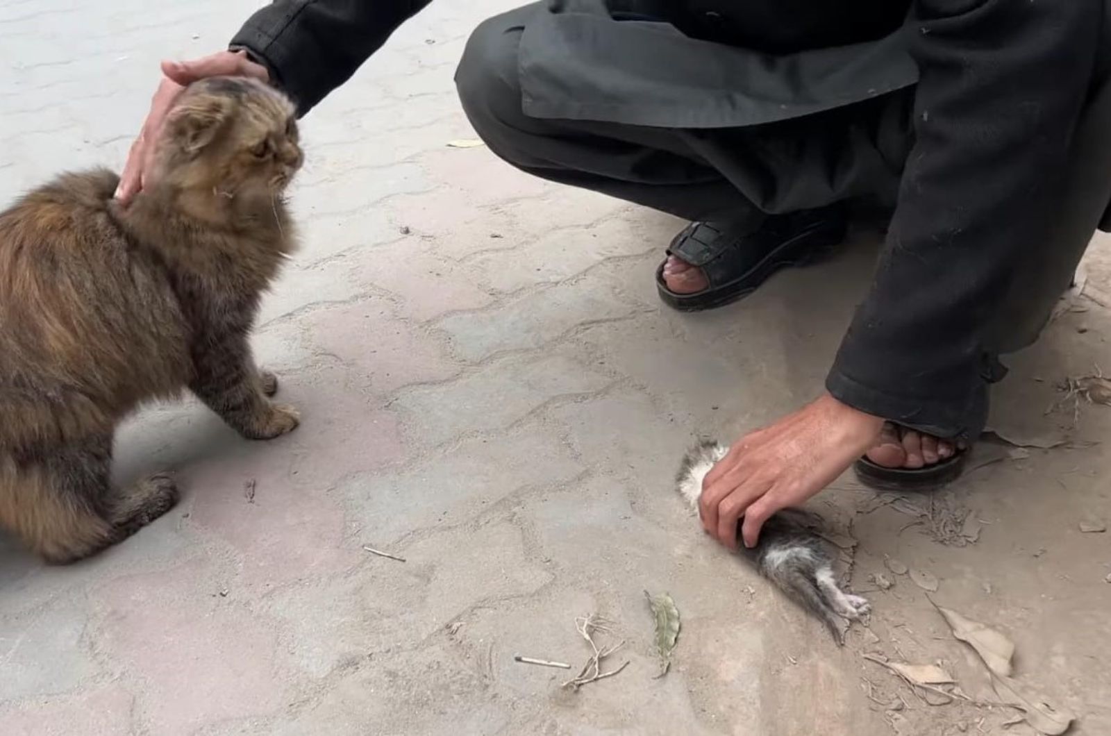 man petting a cat