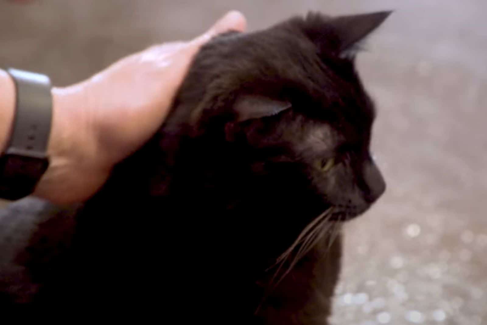 man petting one of the paralyzed cats