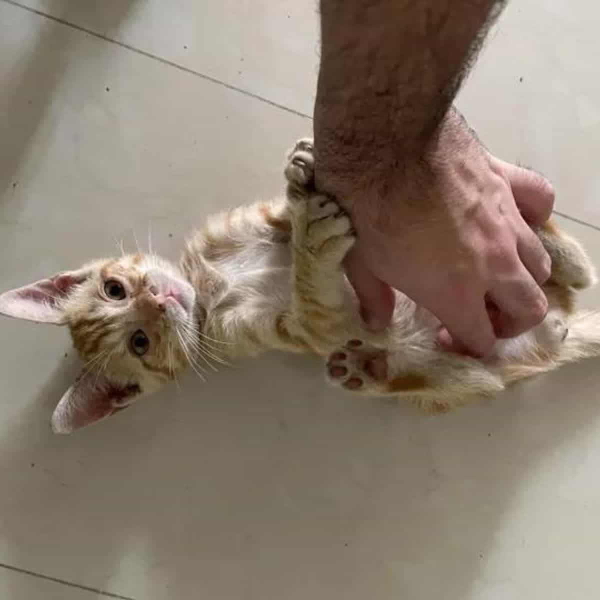 man scratching cat’s belly