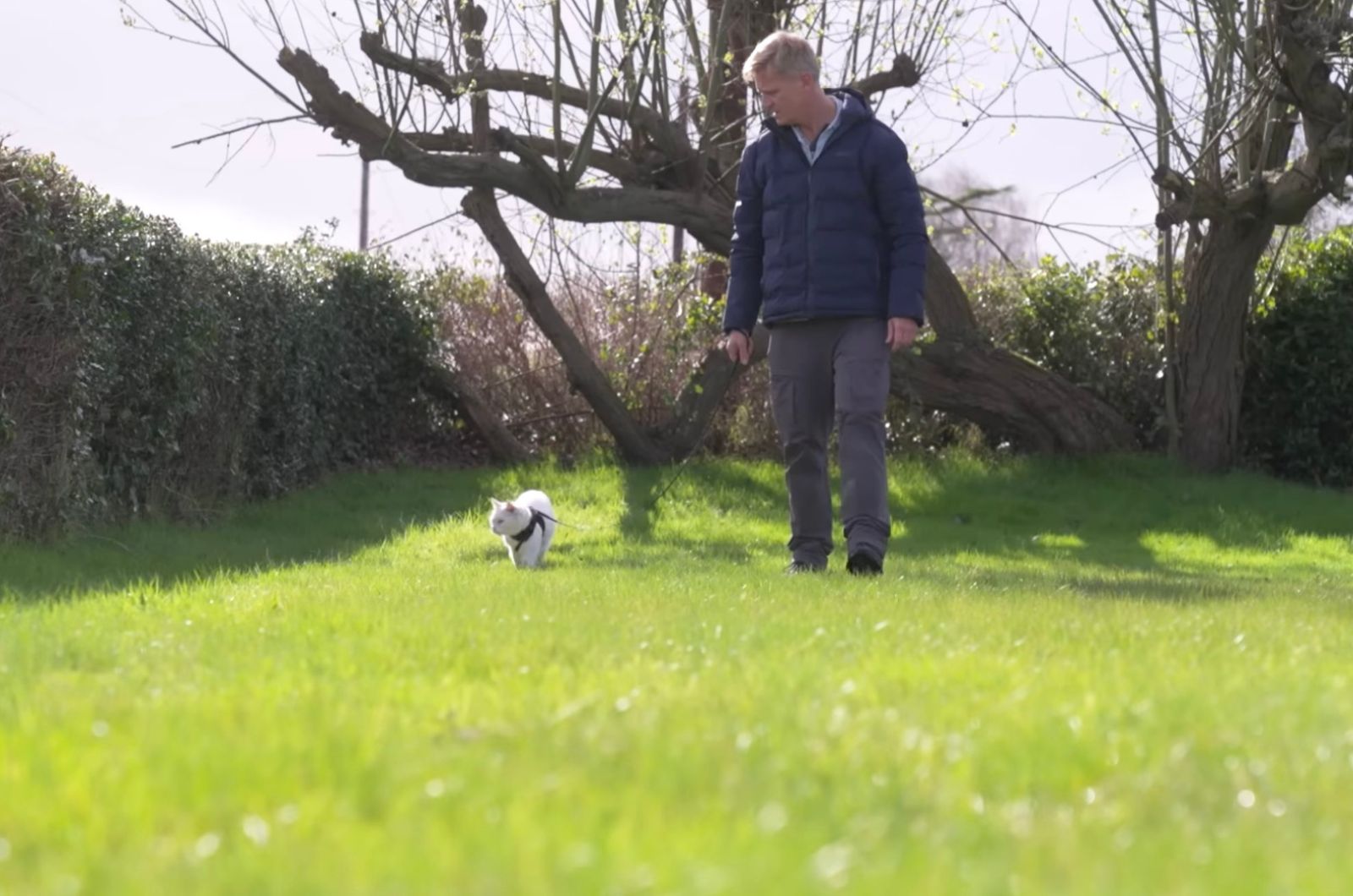 man walking a cat