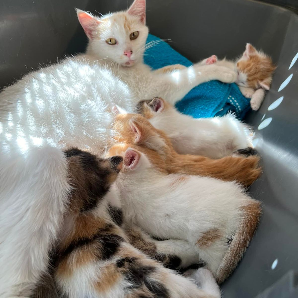 mother cat and kittens in a box