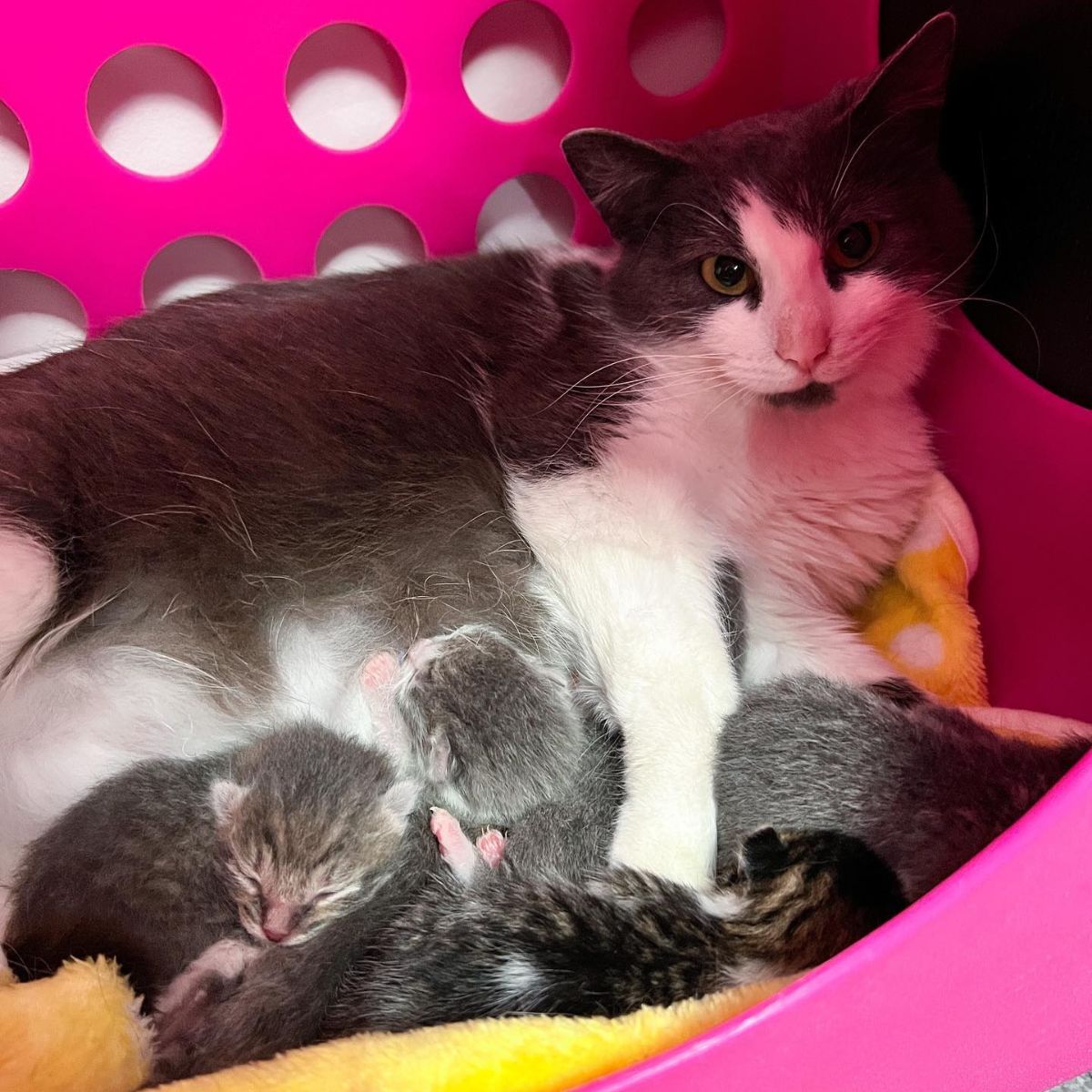 mother cat and kittens