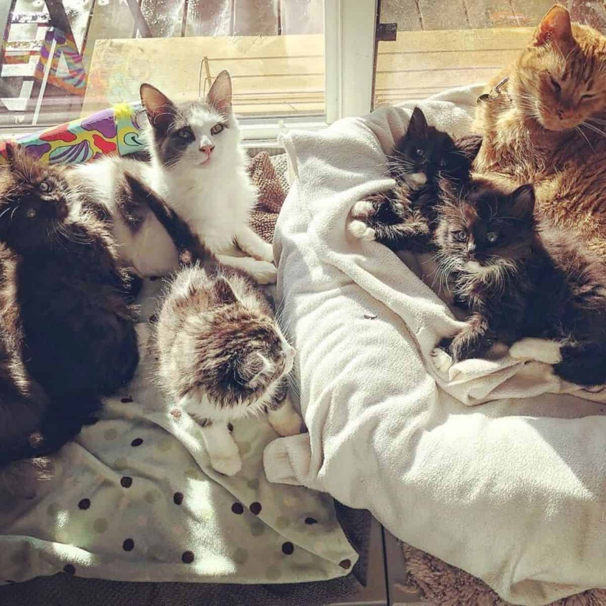 mother cat with kittens lying by the window