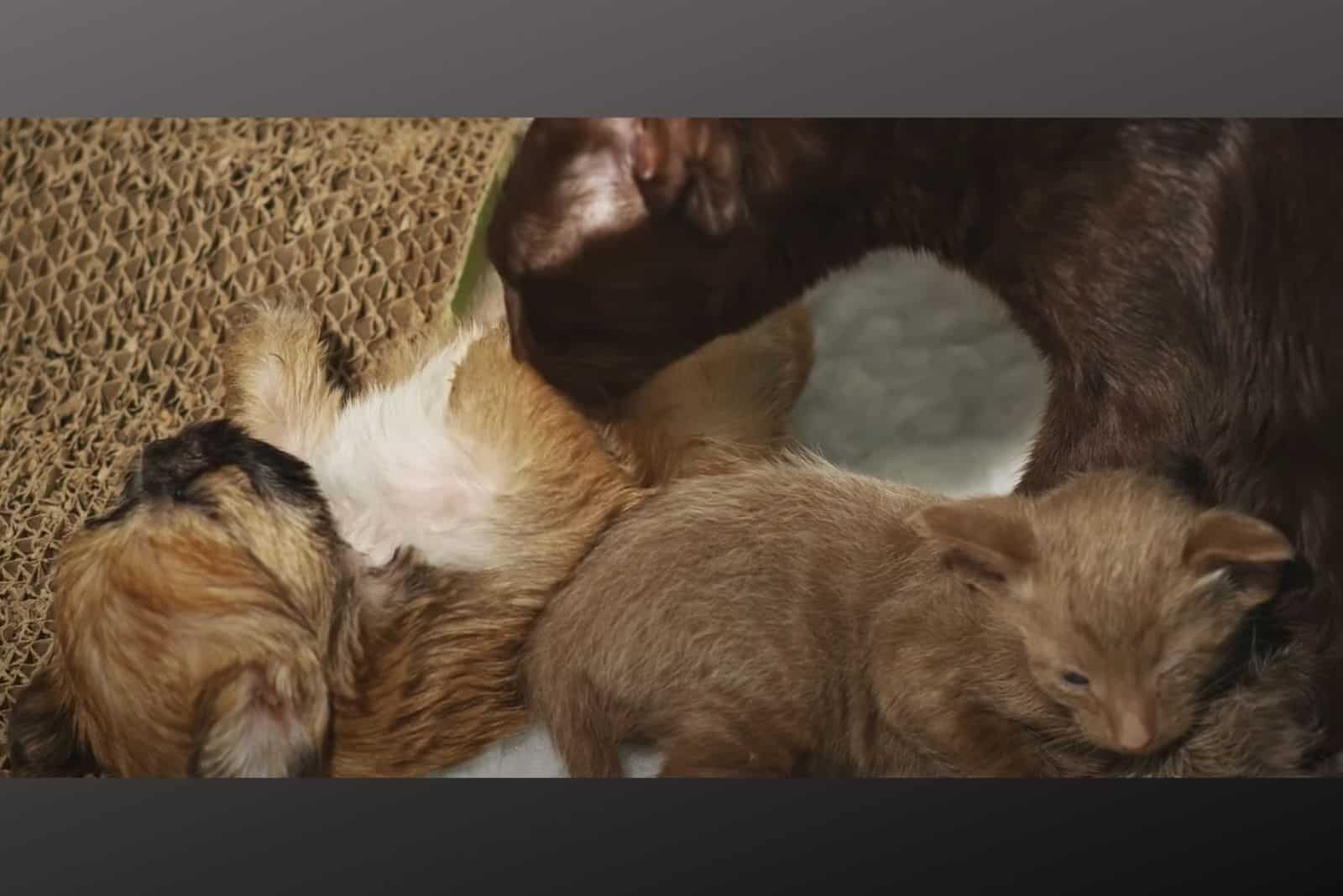 mother cat with puppy and a kitten