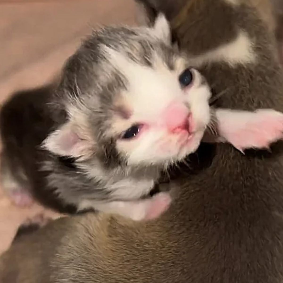 newborn kitten