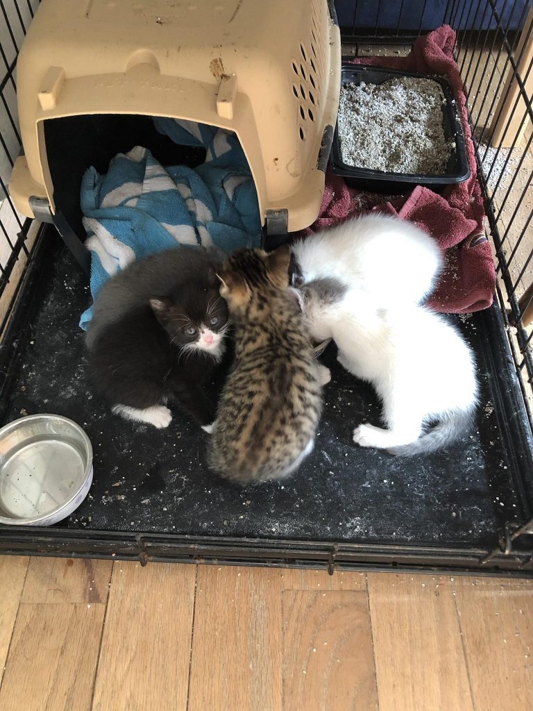 newborn kittens in front of the box