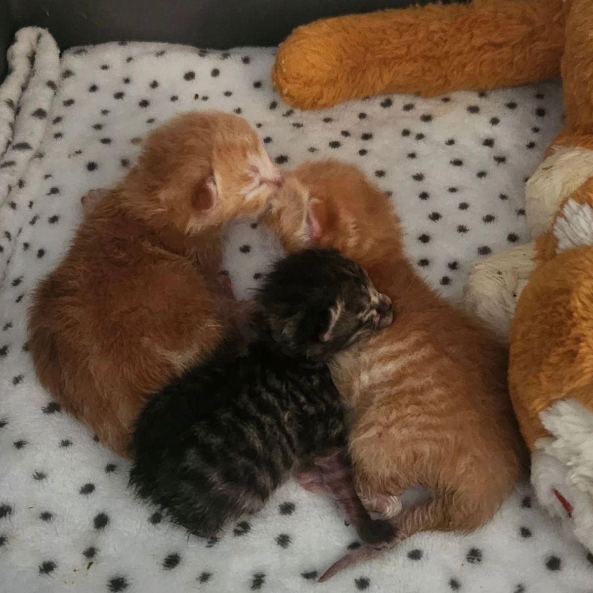 newborn kittens sleeping