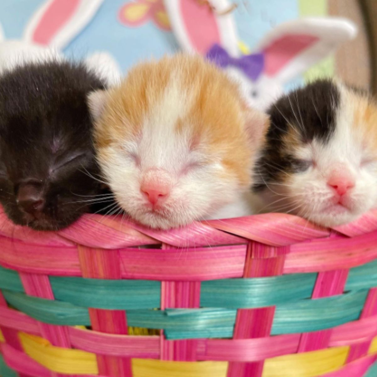 newborn kittens