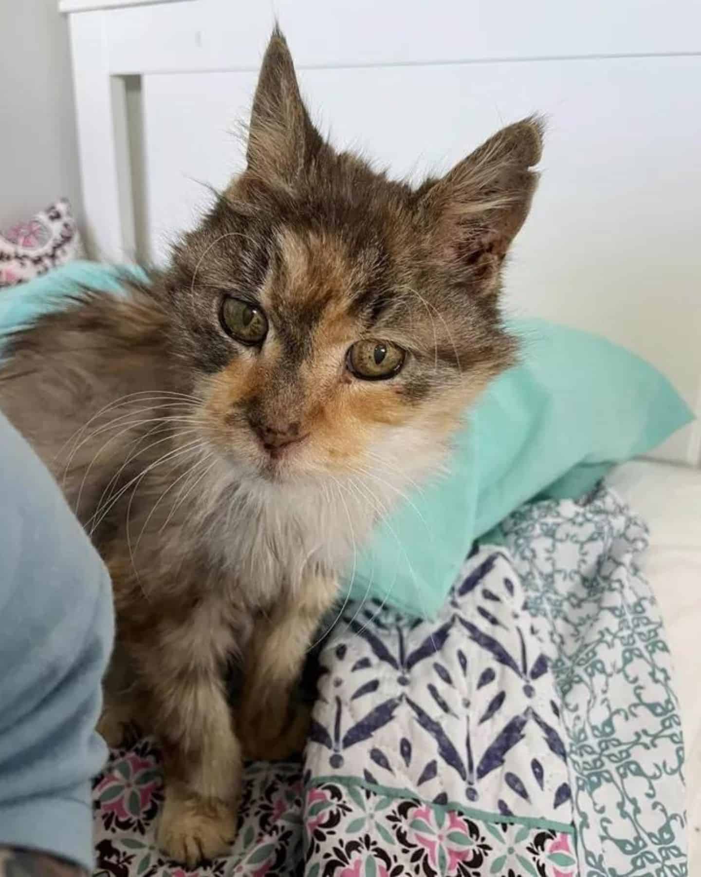 old cat sitting next to pillow