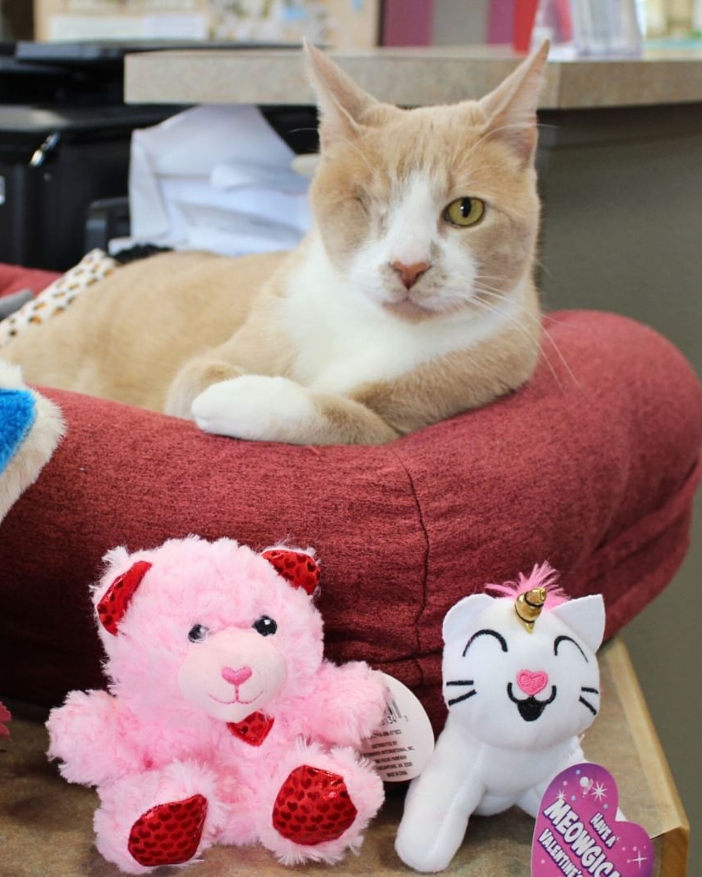 one-eyed cat lying on a cushion