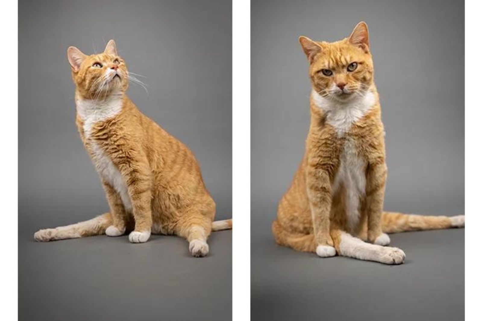 orange and white cat sitting