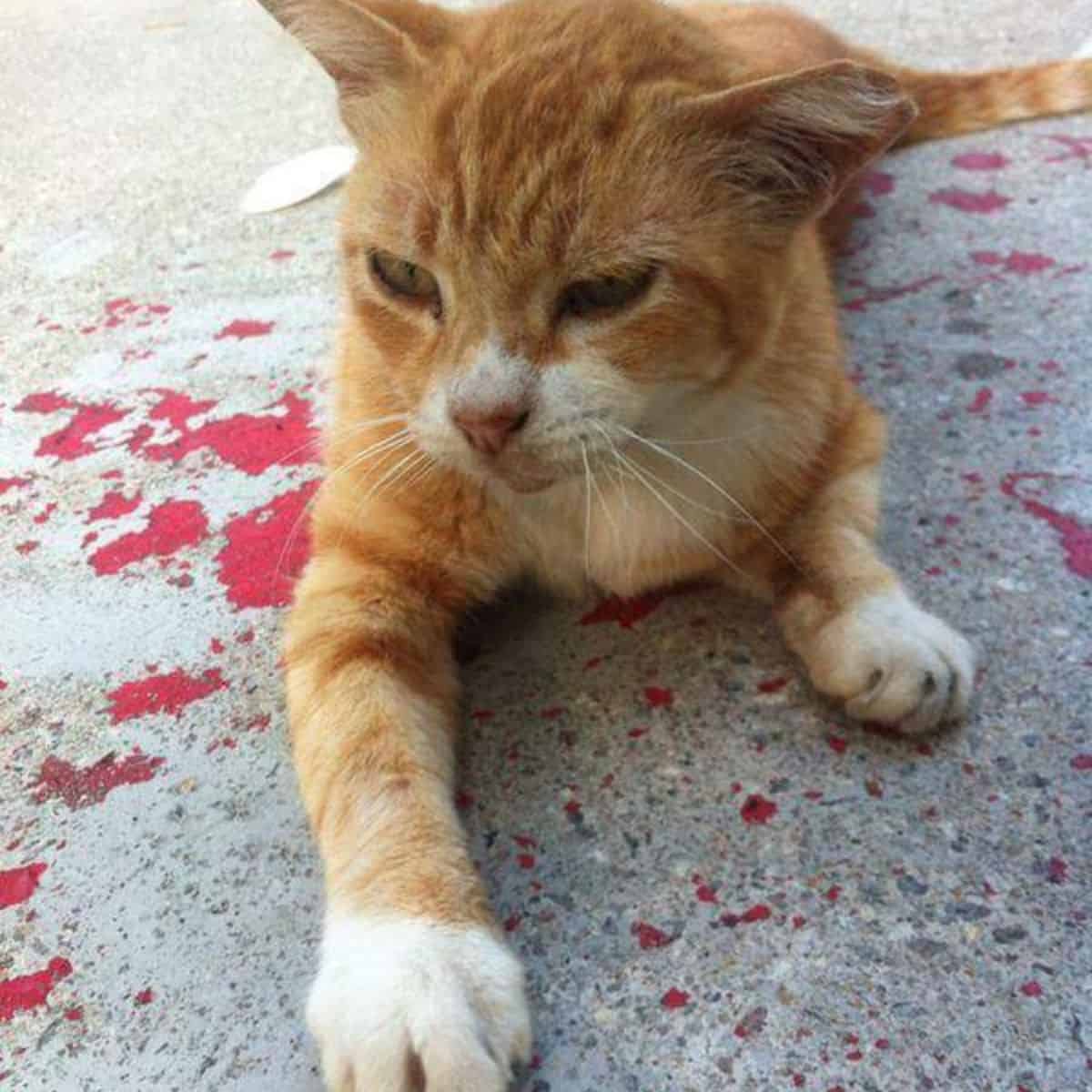 orange cat laying on concrete