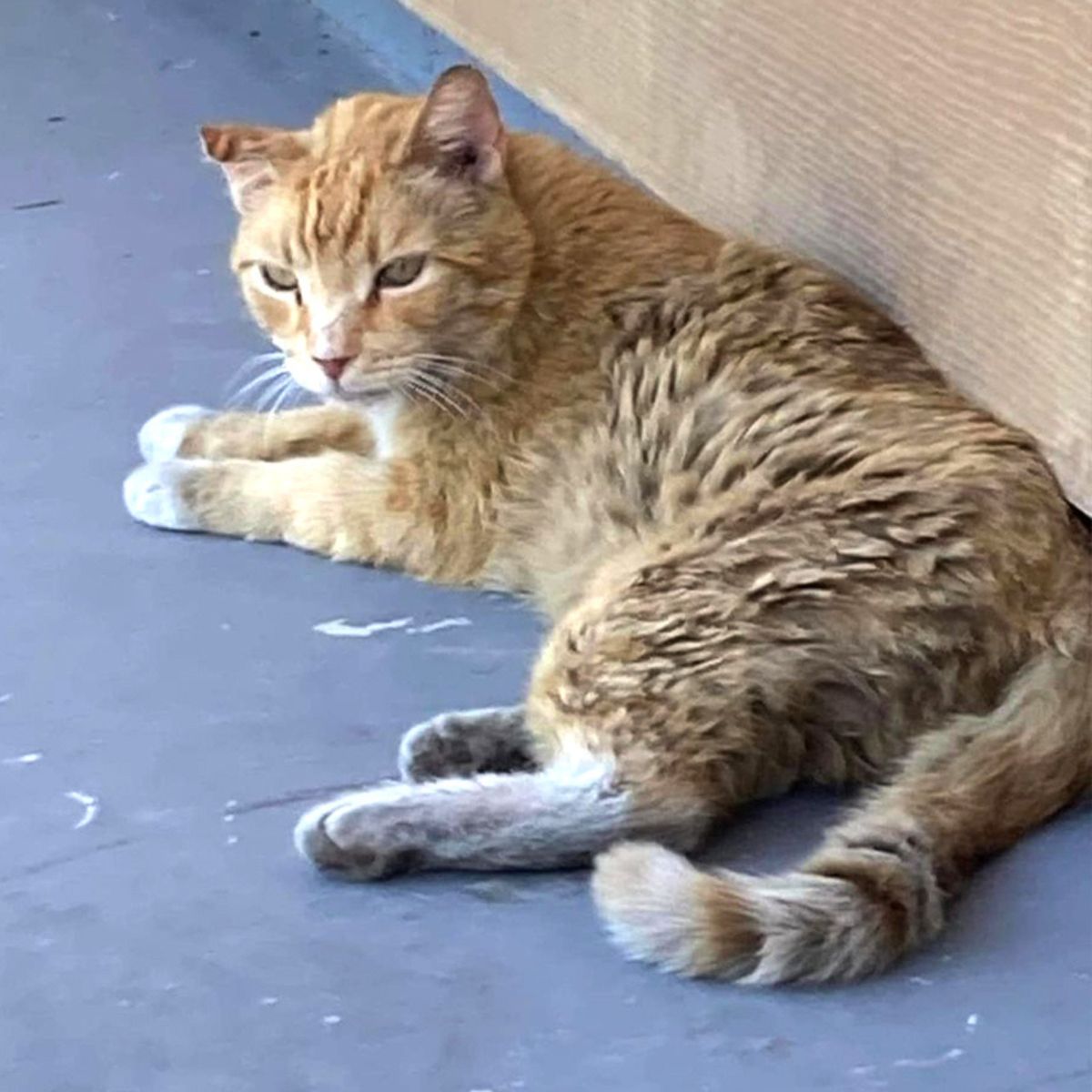 orange cat lying on the floor