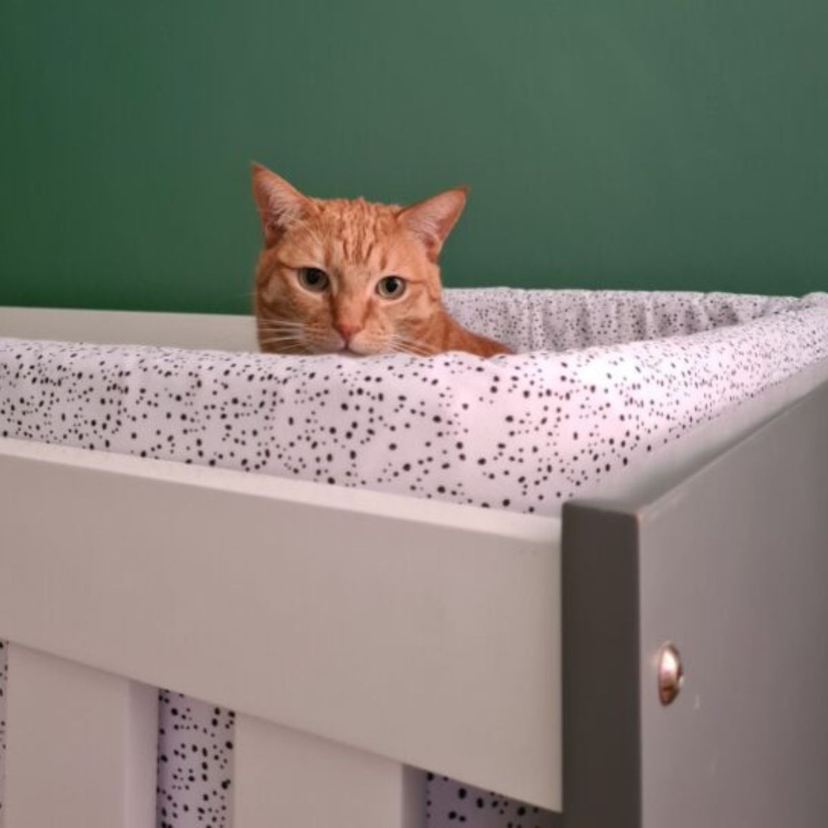 orange cat peeking from a baby crib