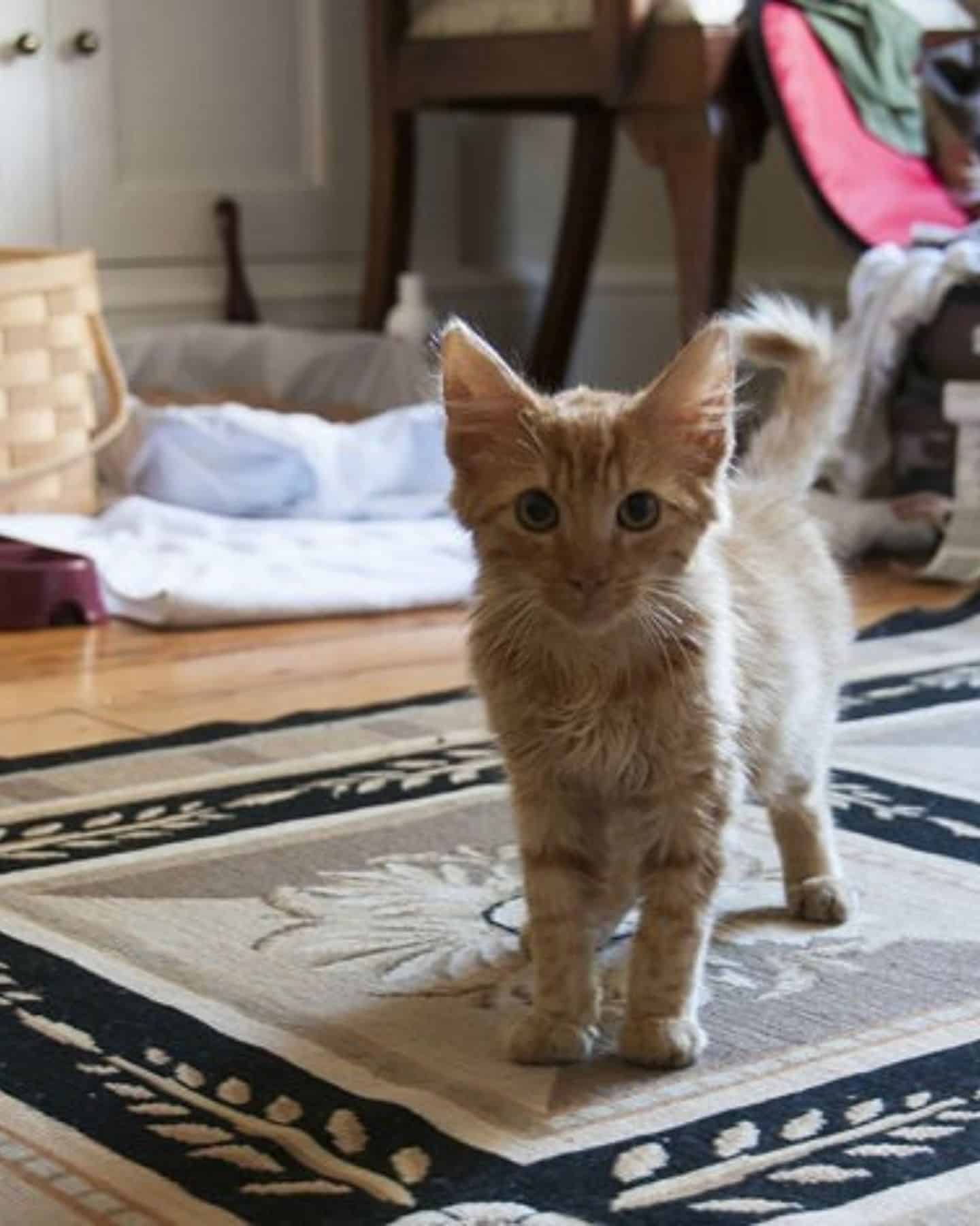 orange kitten in the living room