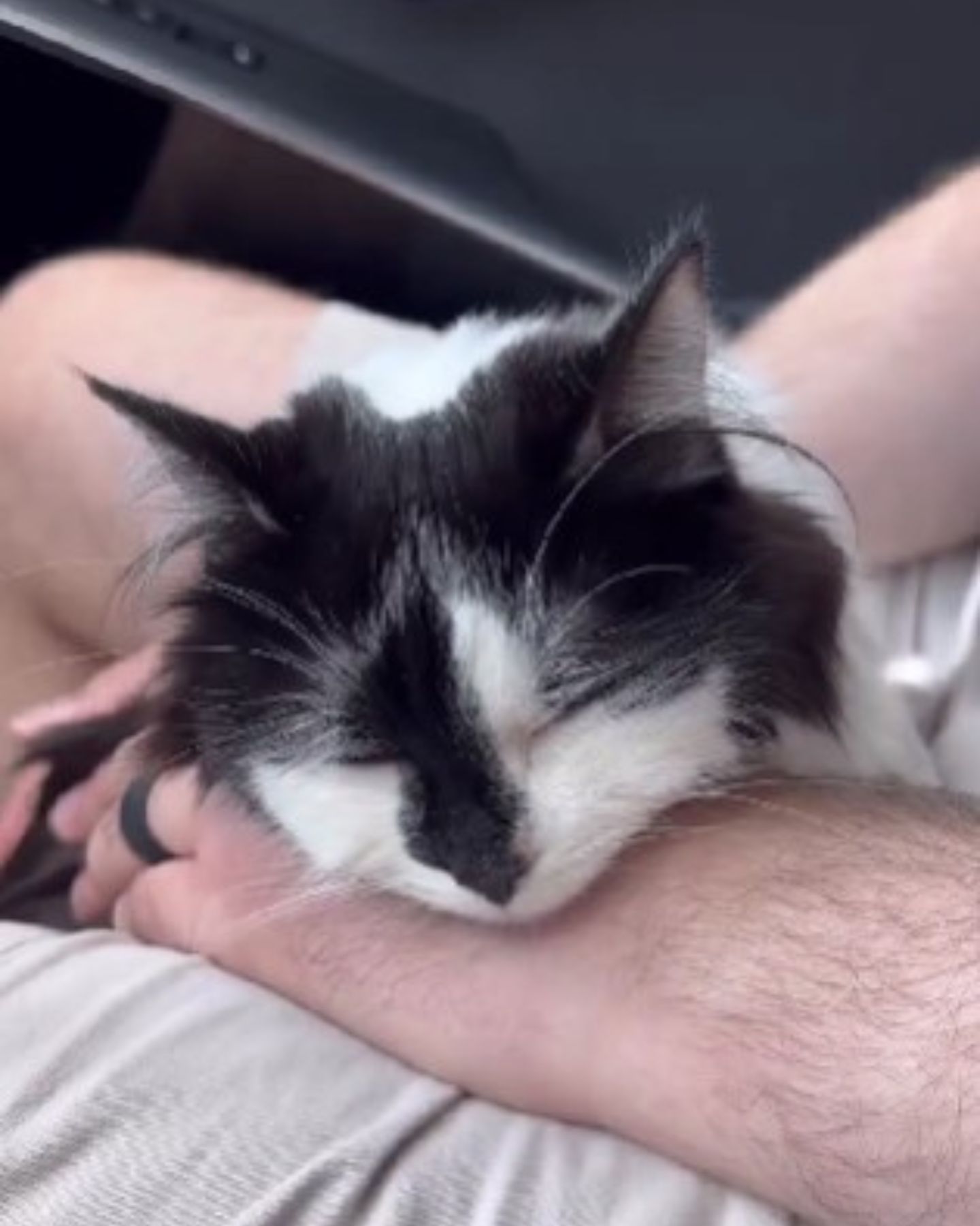 owner and black and white cat