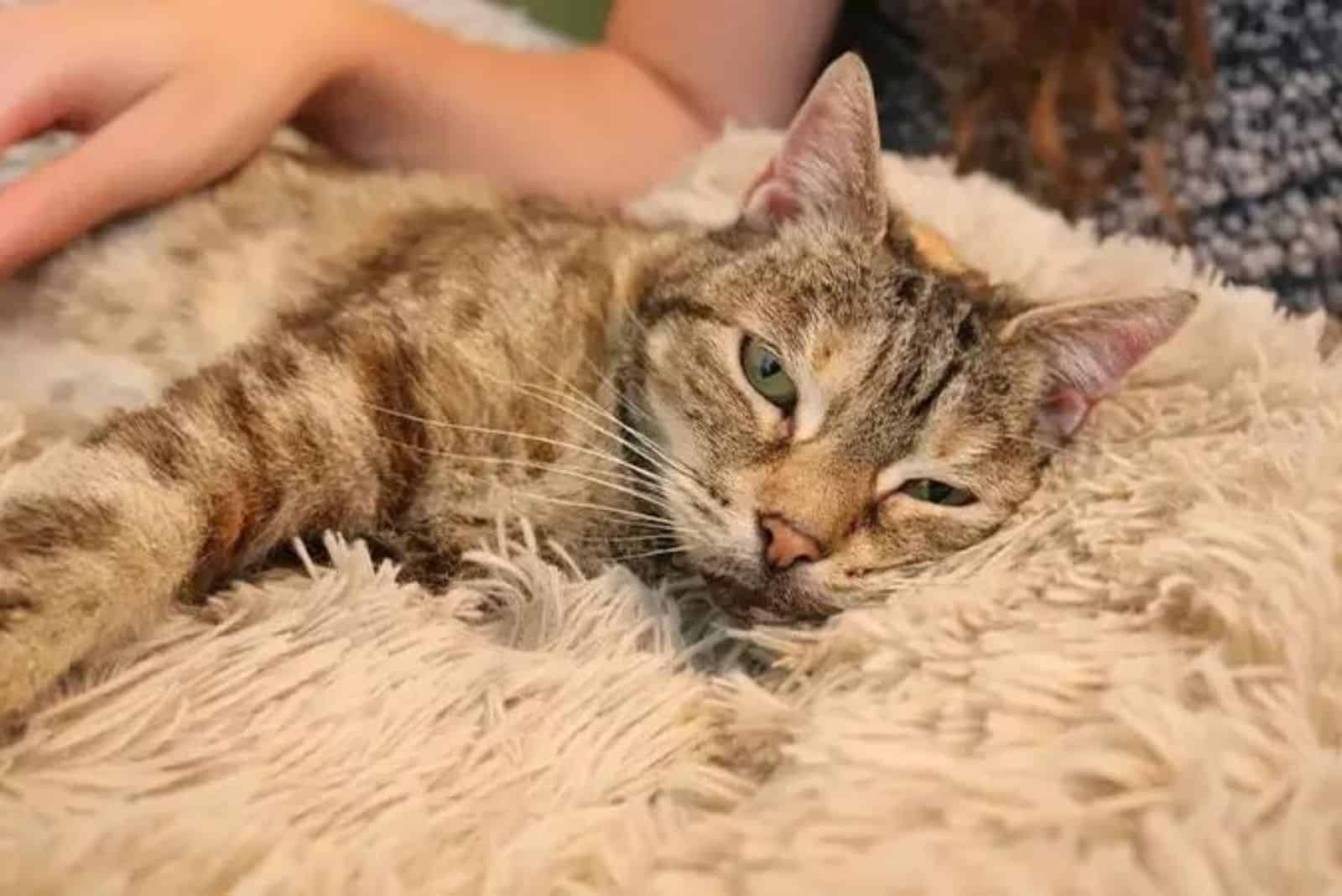 owner petting her cat