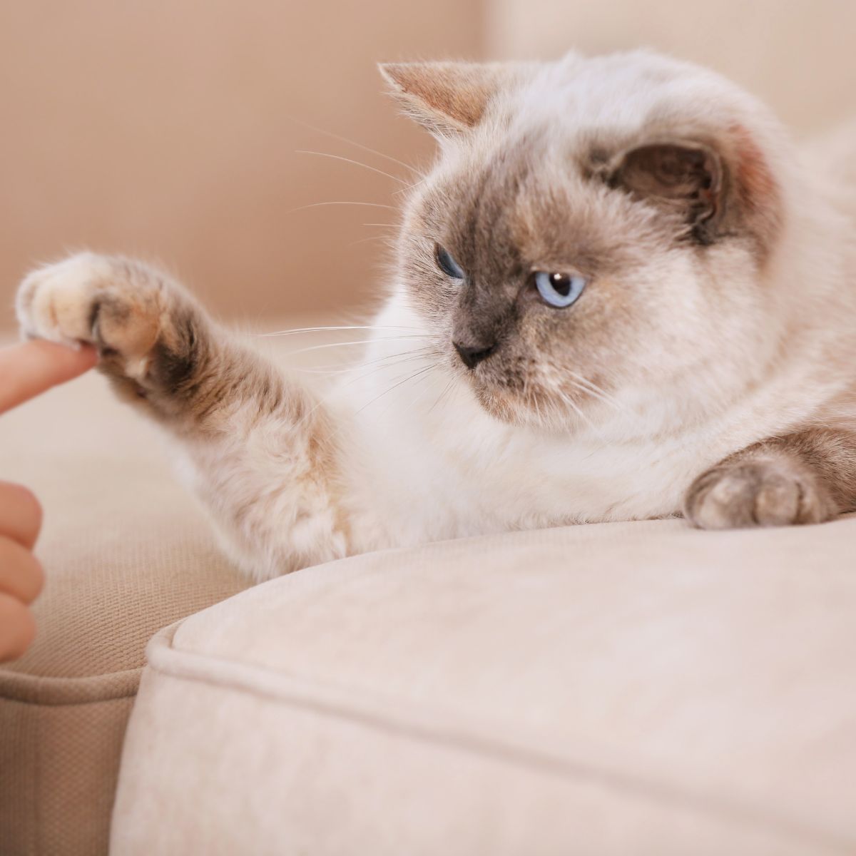 owner playing with white cat