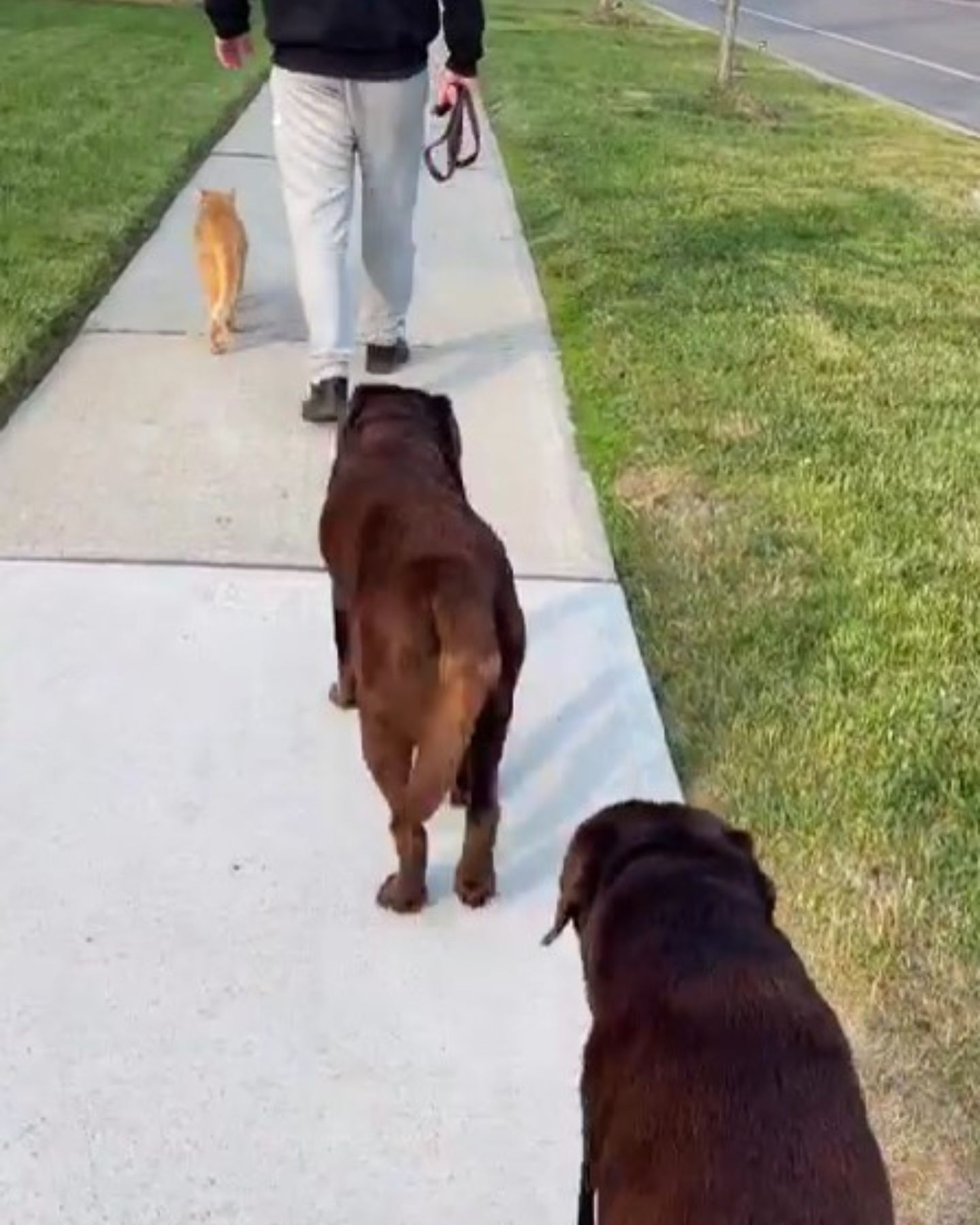 owner with cat and dog in a walk