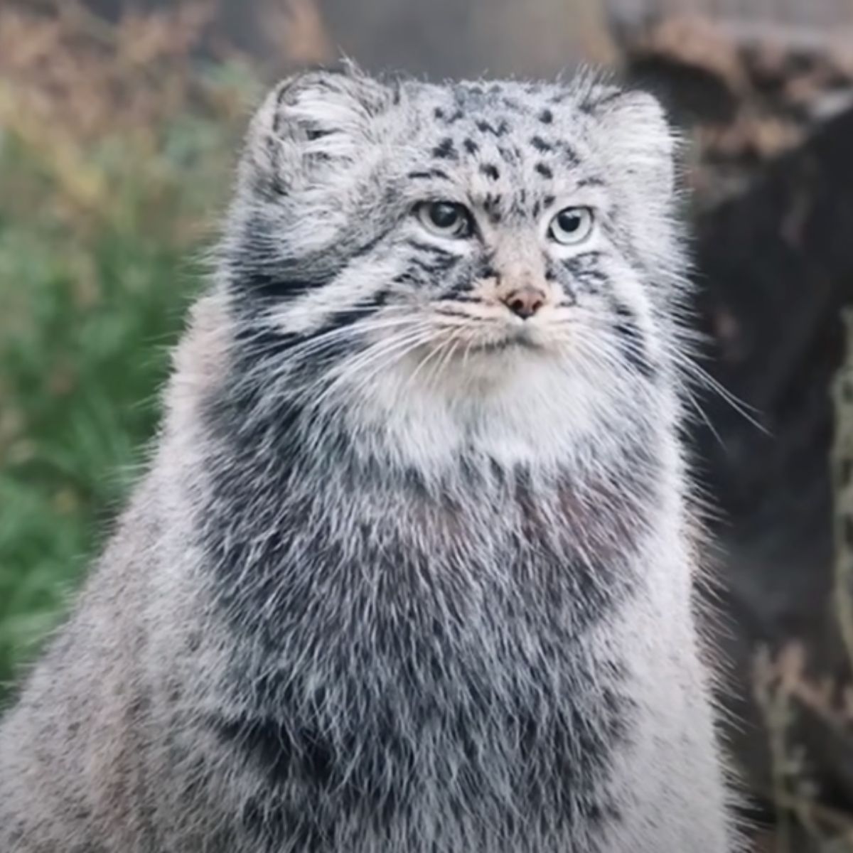 pallas cat outdoor