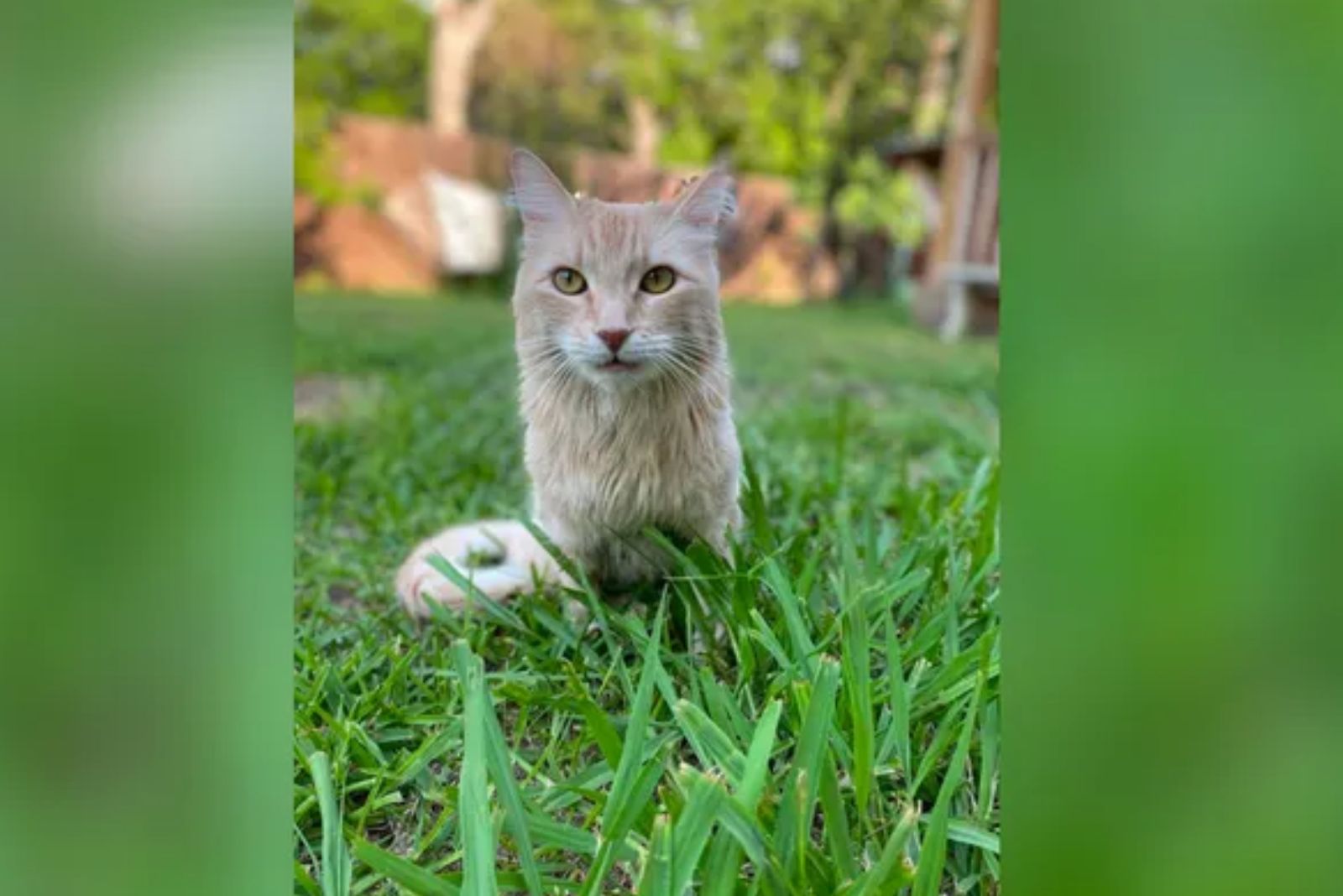 paralyzed cat in a grass