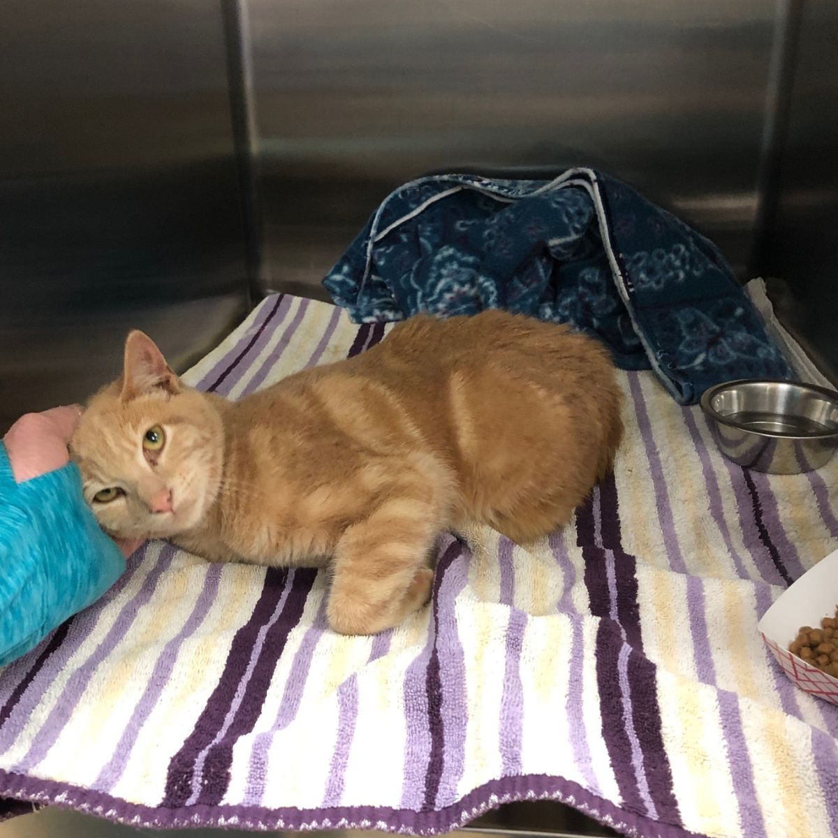 paralyzed cat lying on a towel