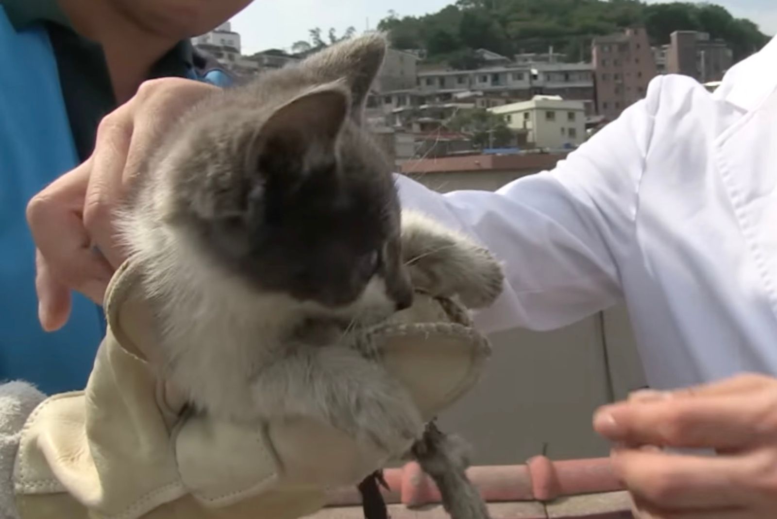 people holding a cat