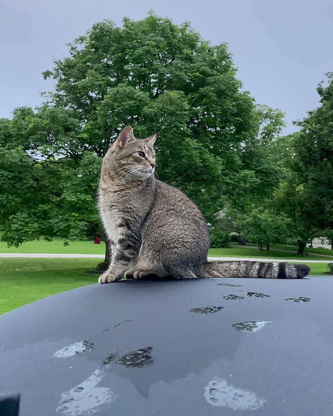 photo of Buster leaving paw prints on a truck