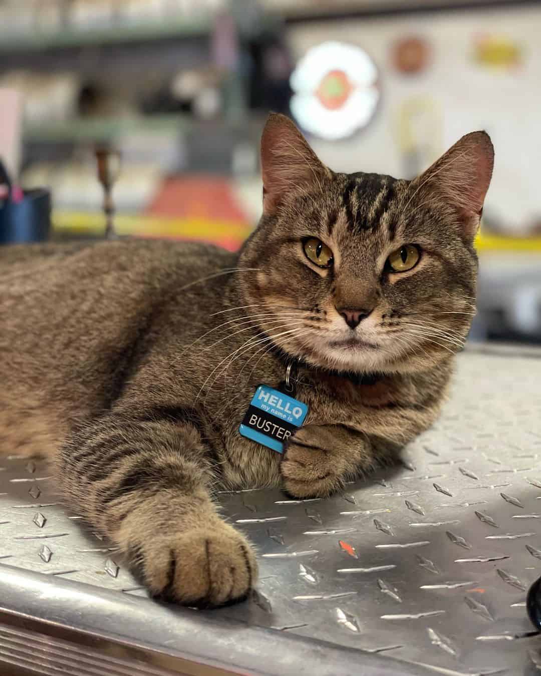 photo of Buster with his name tag