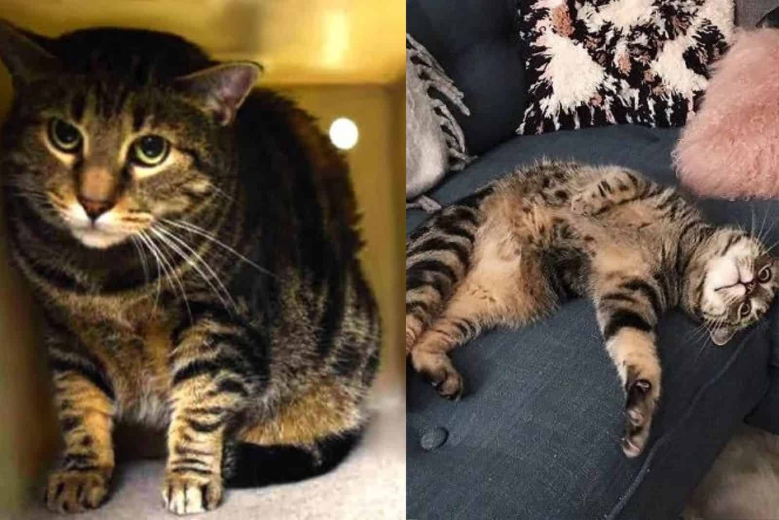 photo of Ollie at shelter and at home